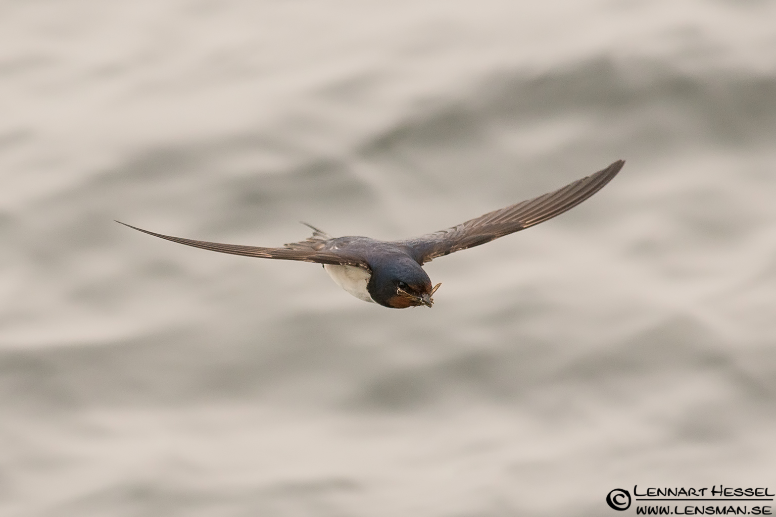 120728 Barn Swallow Barn Swallow