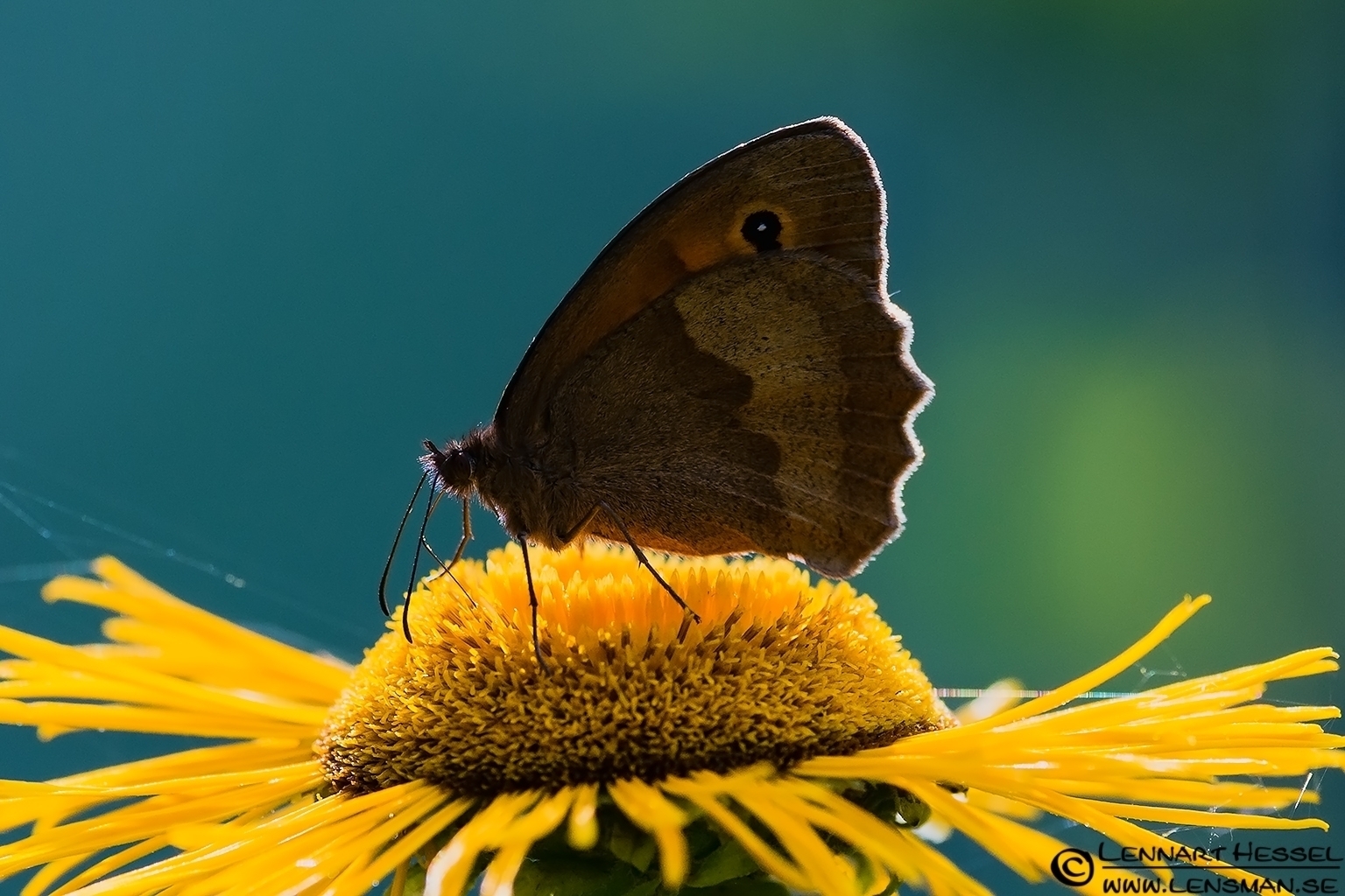 120728 Butterfly Butterfly
