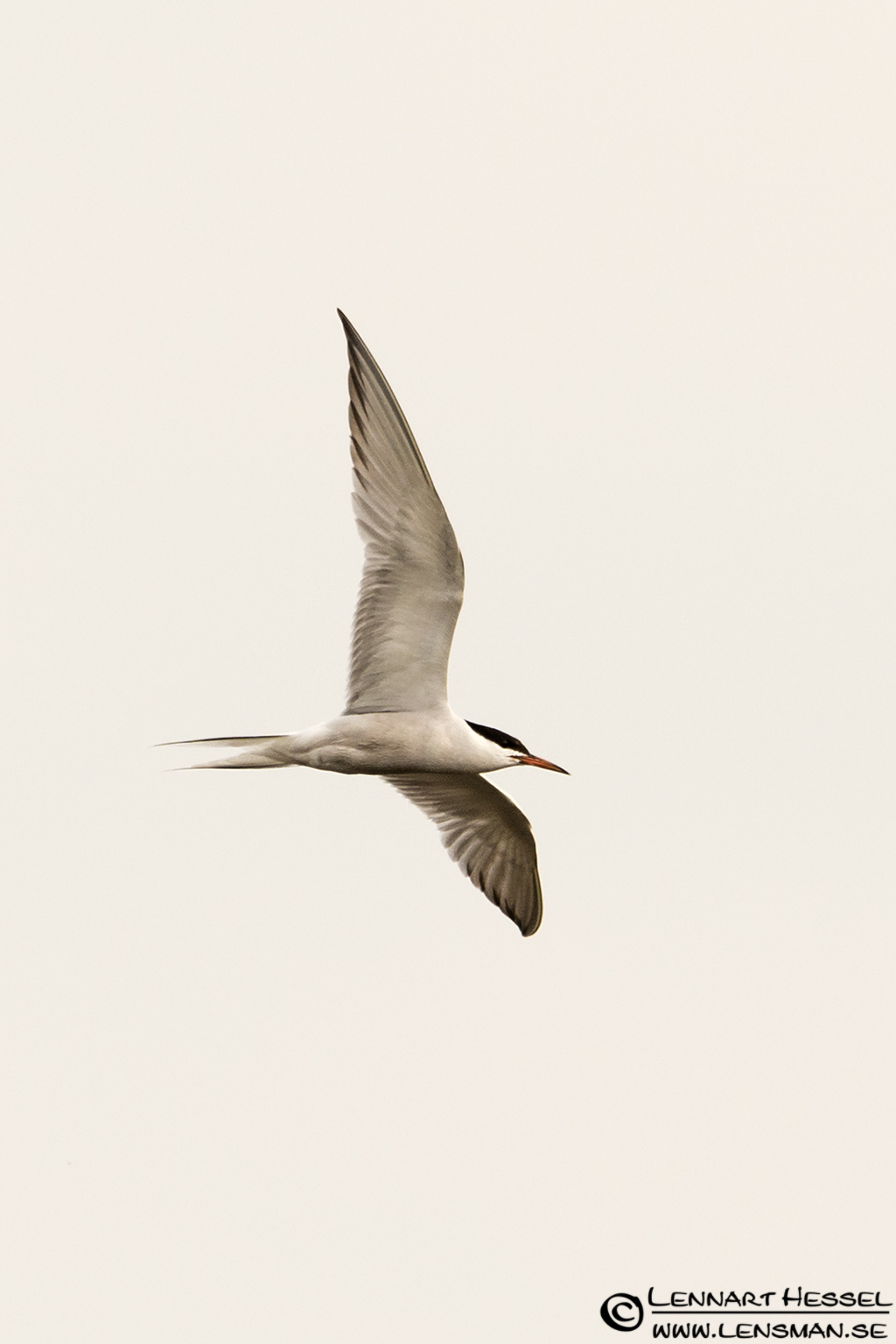 120728 Common Tern Common Tern