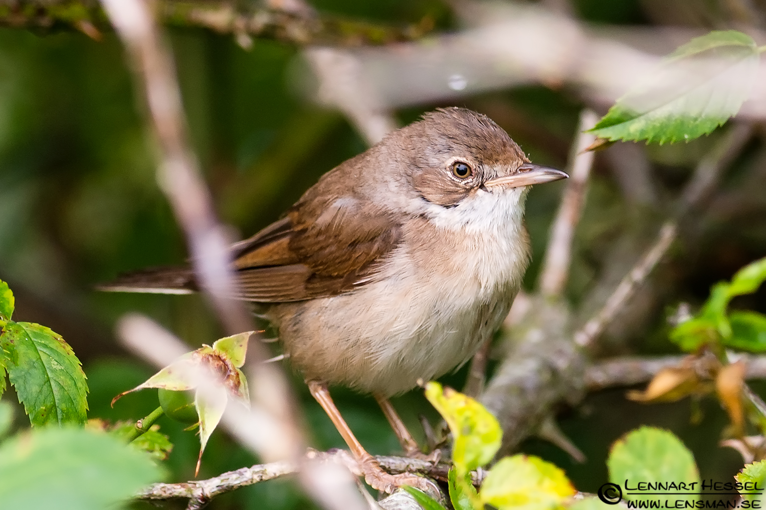 120728 Common Whitethroat Common Whitethroat, wild bird