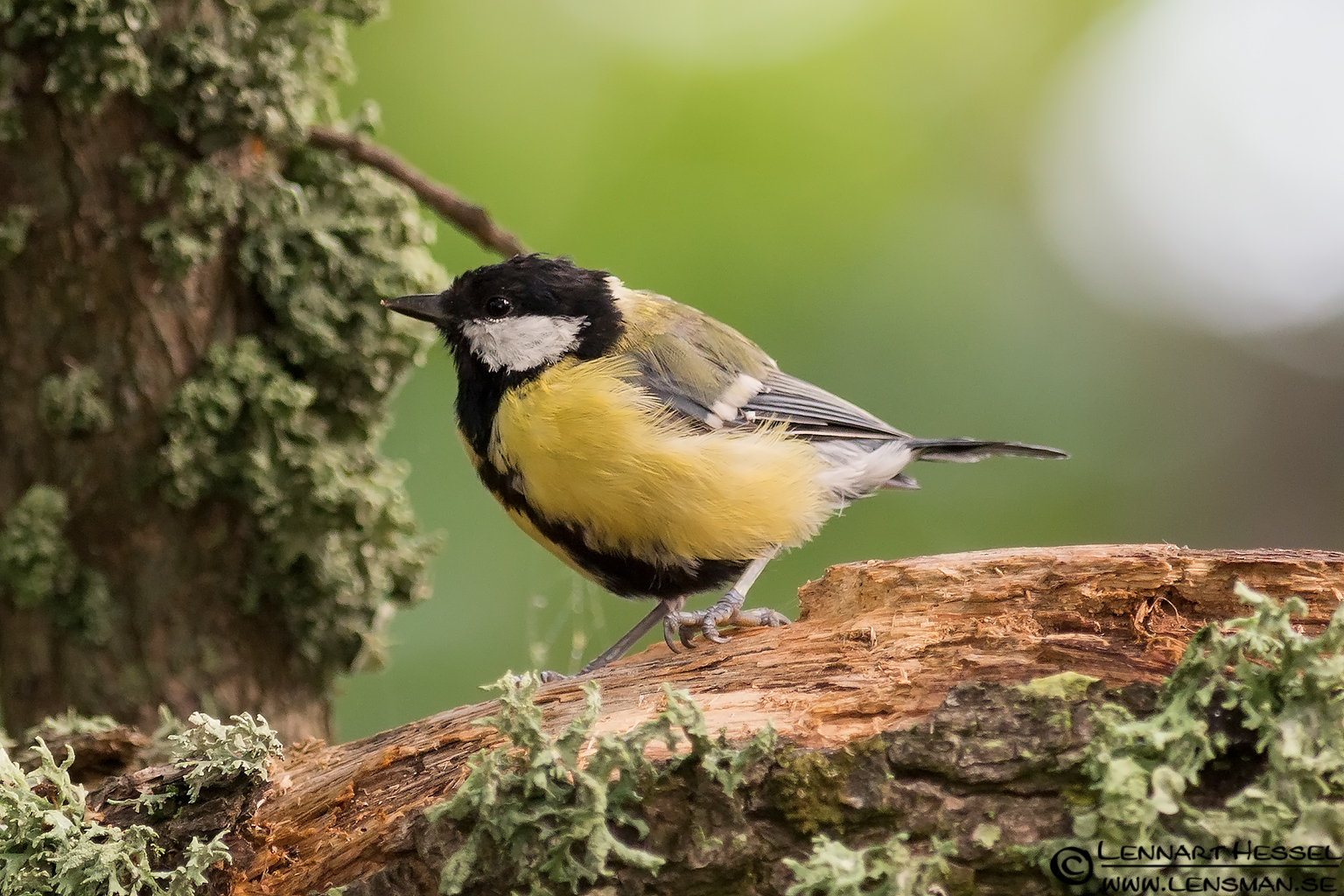 120728 Great Tit Great Tit