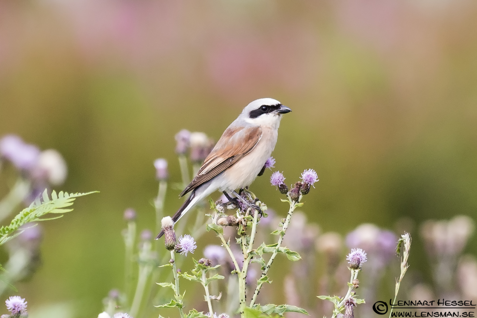 120728 Red-backed Shrike Red-backed Shrike