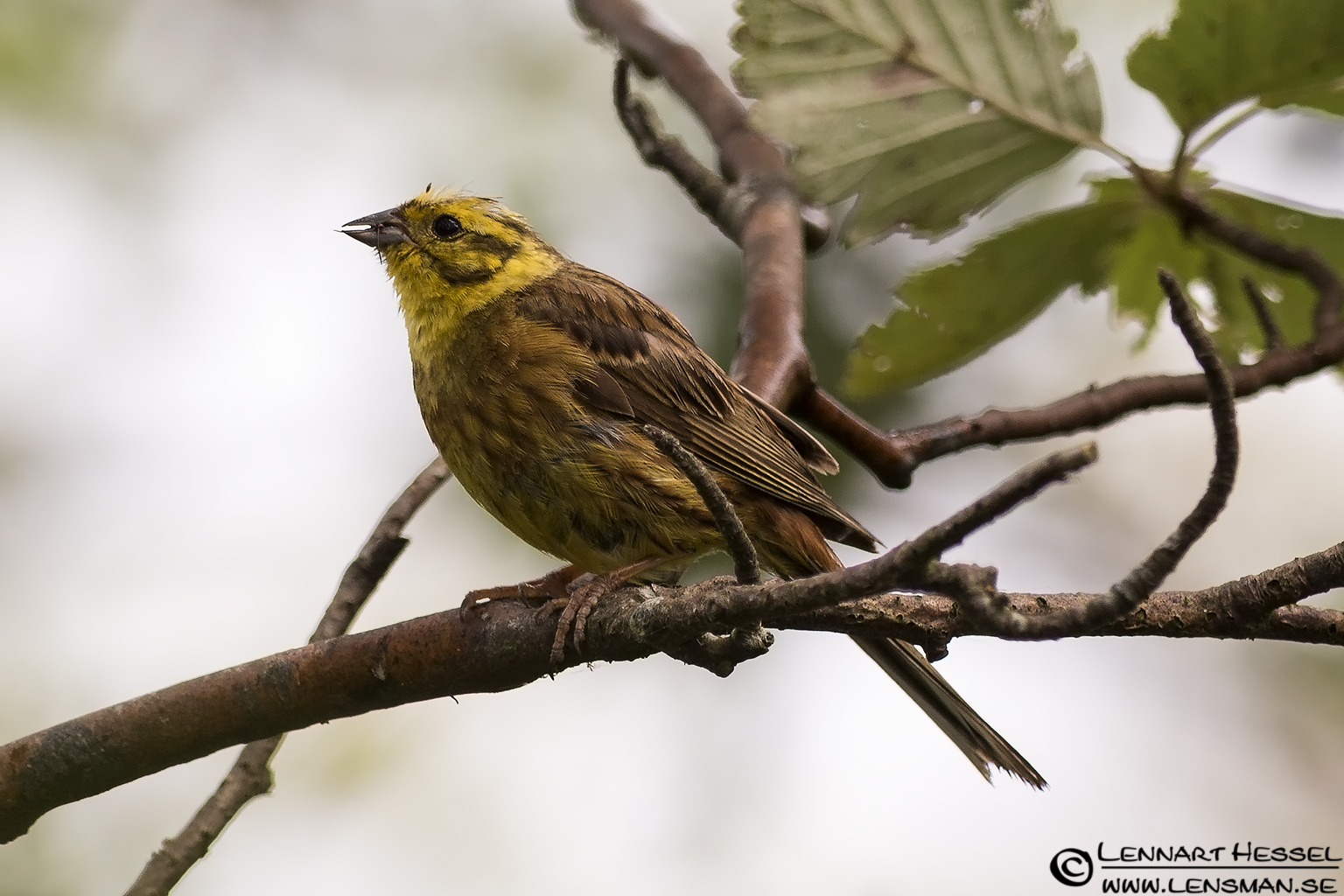 120728 Yellowhammer Yellowhammer