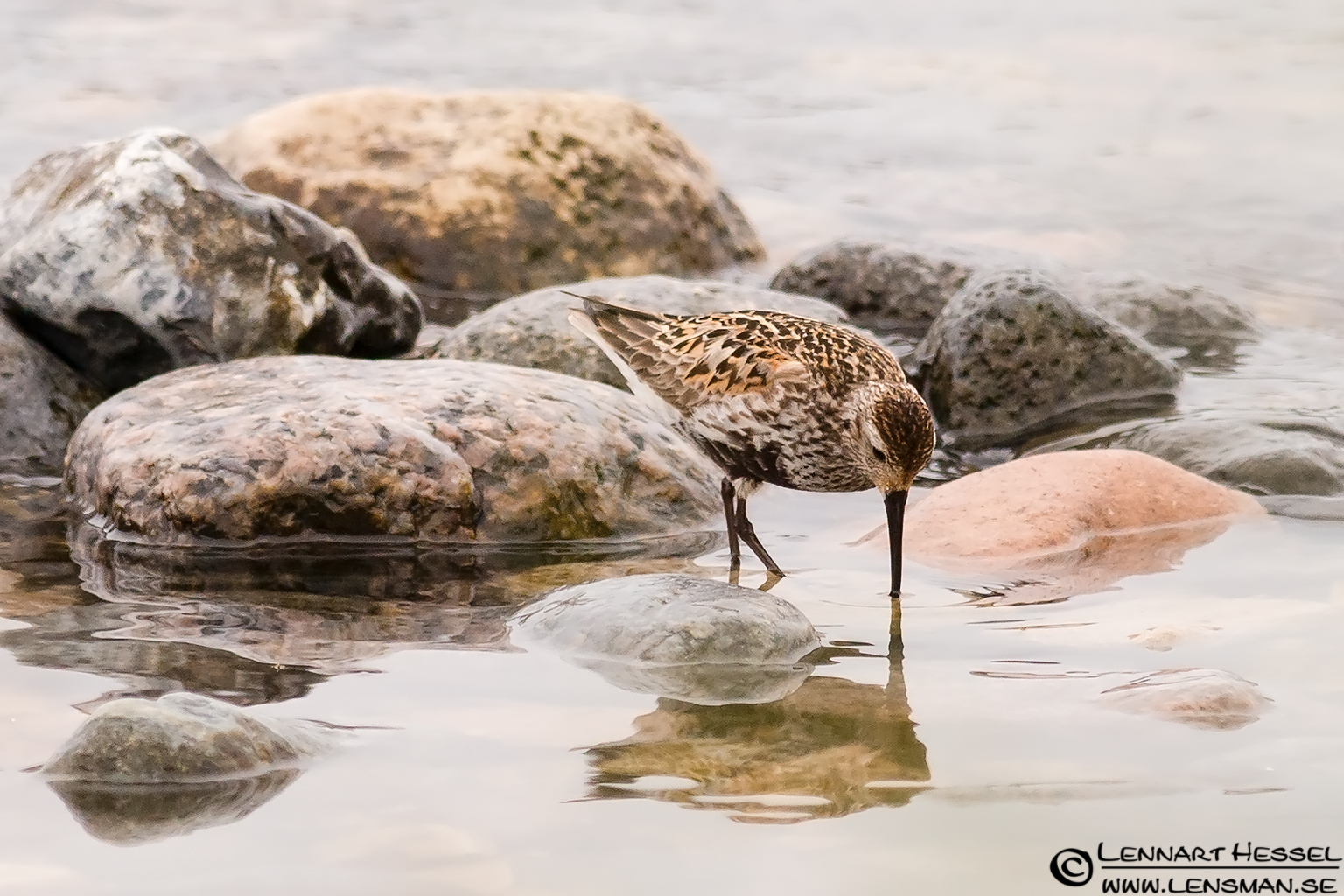 120729 Dunlin Dunlin