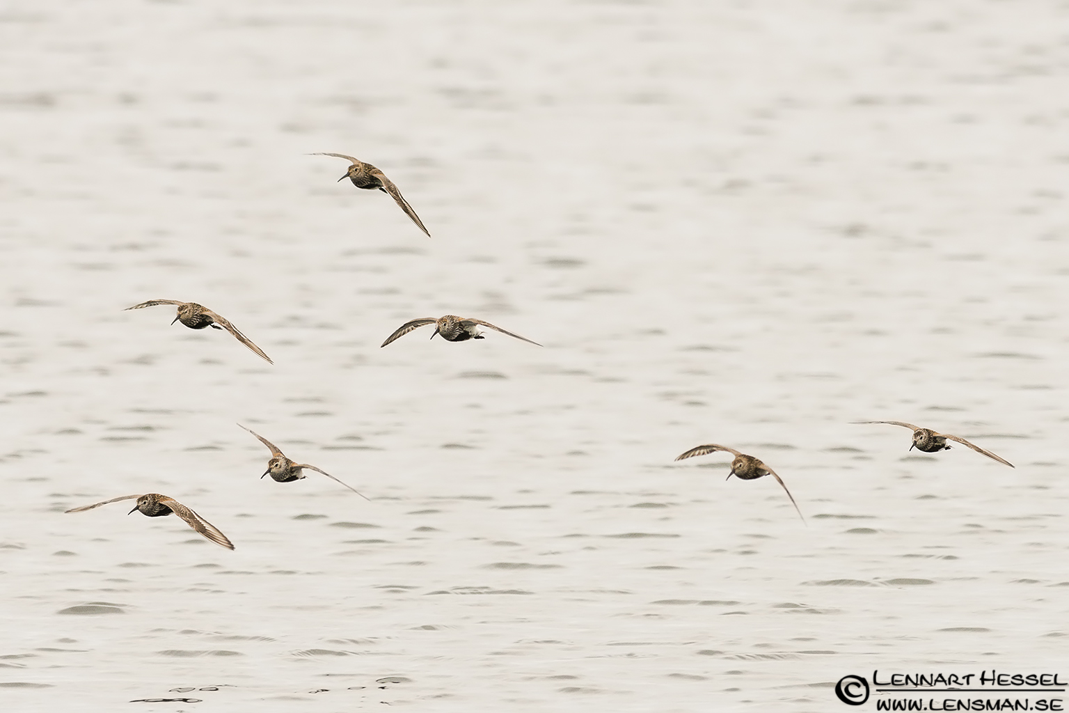120729 Dunlins Dunlins