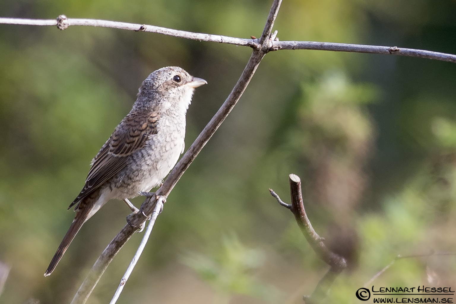 120729 Red-backed Shrike female Red-backed Shrike female