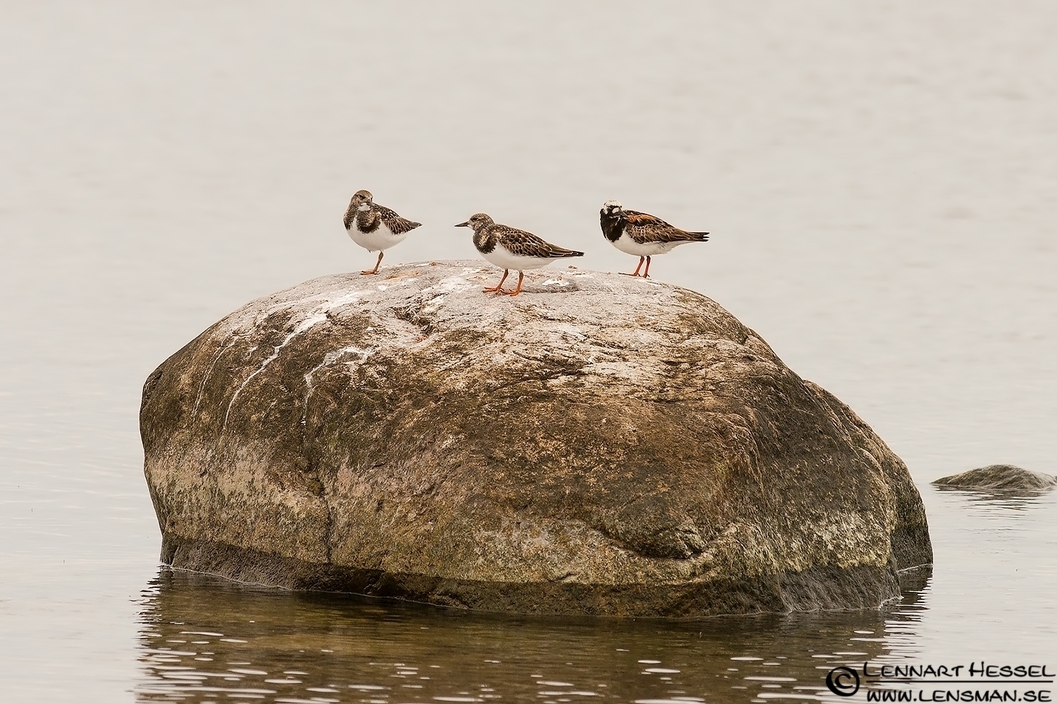 120729 Ruddy Turnstone Ruddy Turnstone