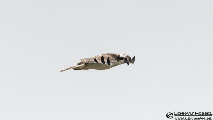 Osprey side view