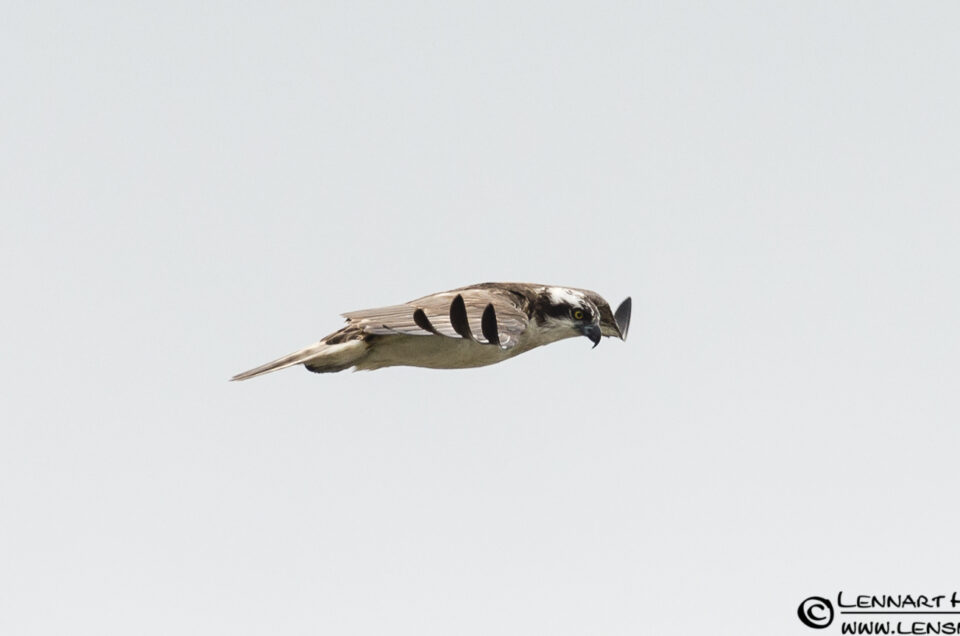 Osprey side view