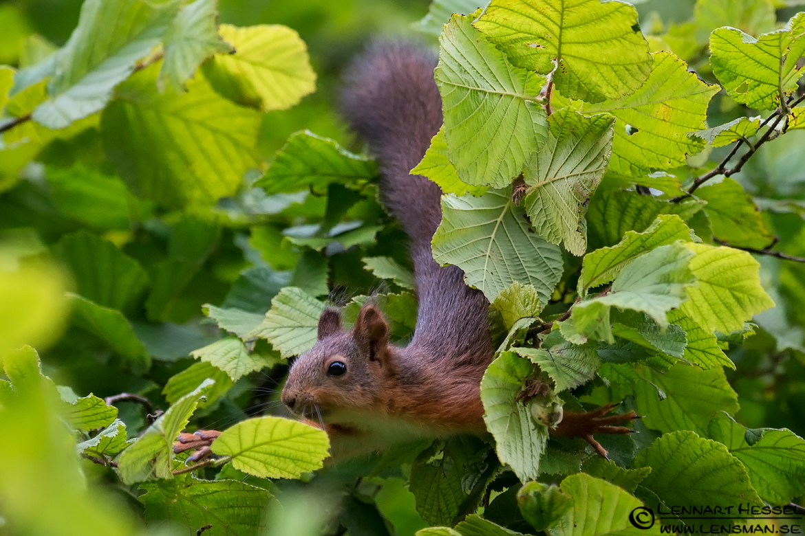 Red squirrel reaching out, botanical
