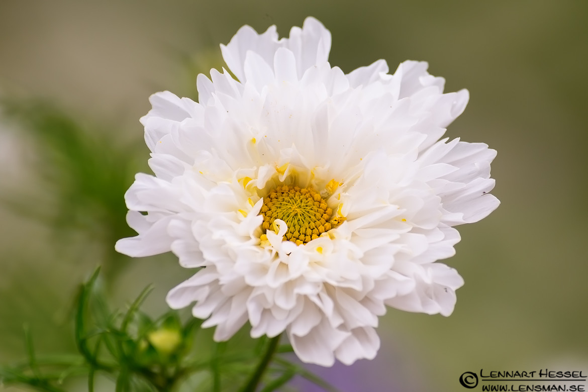 White flower, botanical