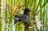 Common Moorhen