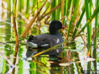 120825 Common Moorhen Common Moorhen
