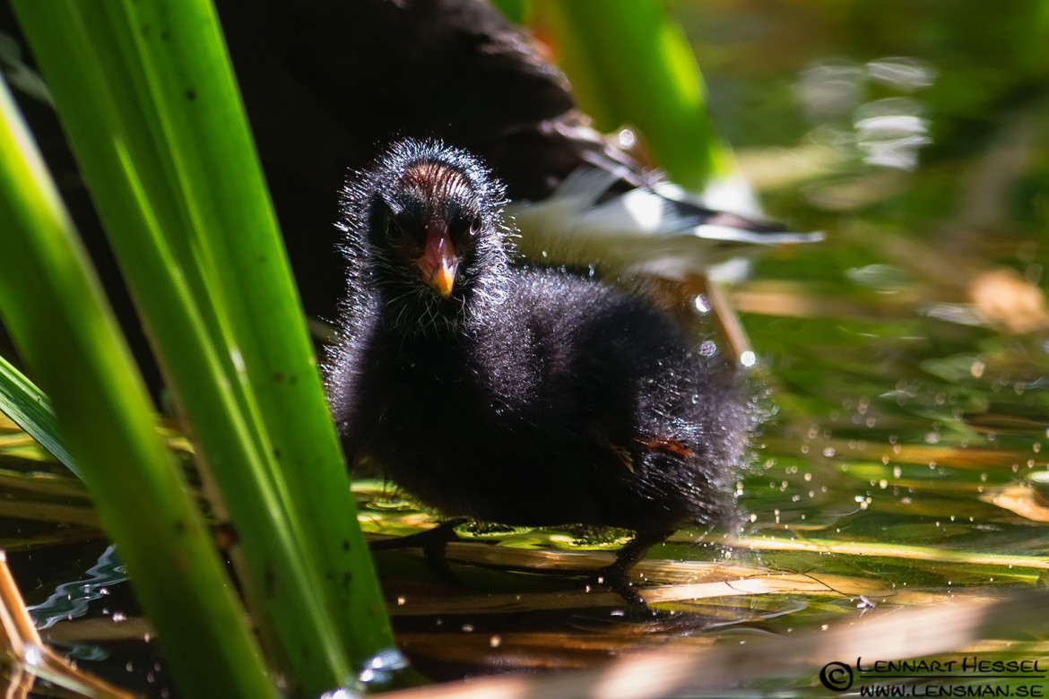 Common Moorhen juvenile, wild bird