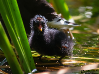 120825 Common Moorhen juvenile Common Moorhen juvenile
