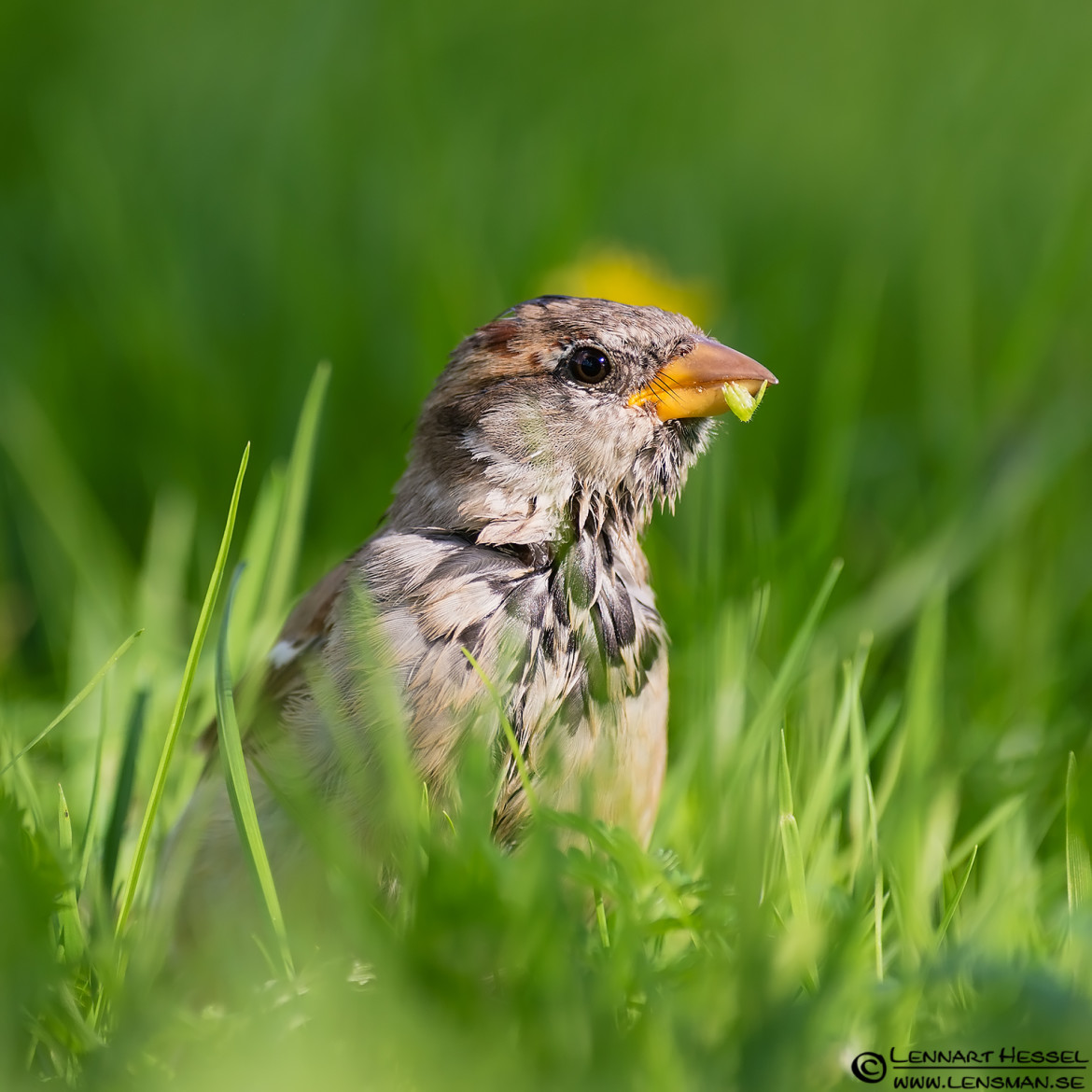 House Sparrow, Slottskogen