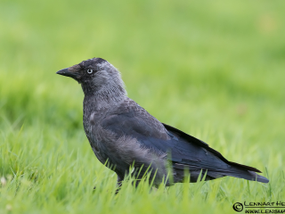 120825 Western Jackdaw Western Jackdaw