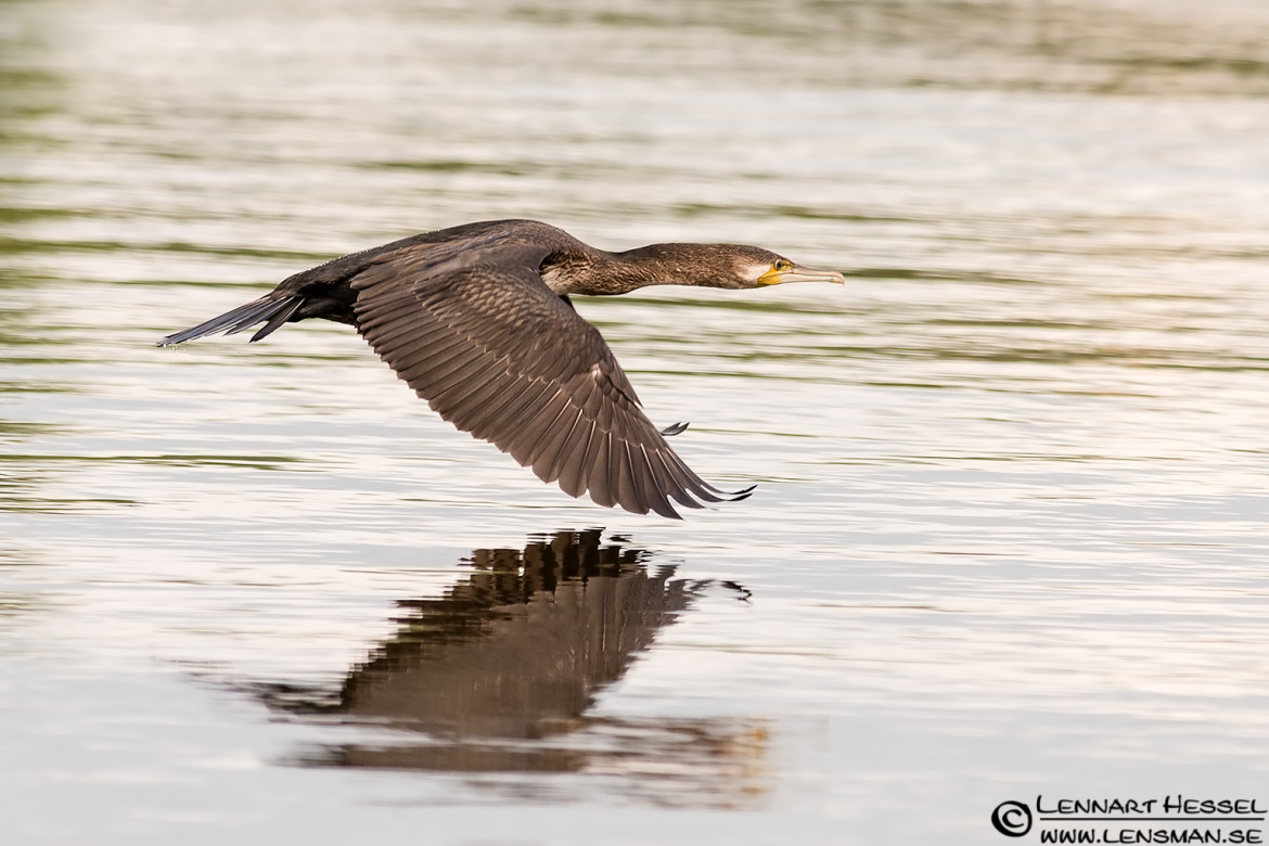 Great Cormorant flying, rainy