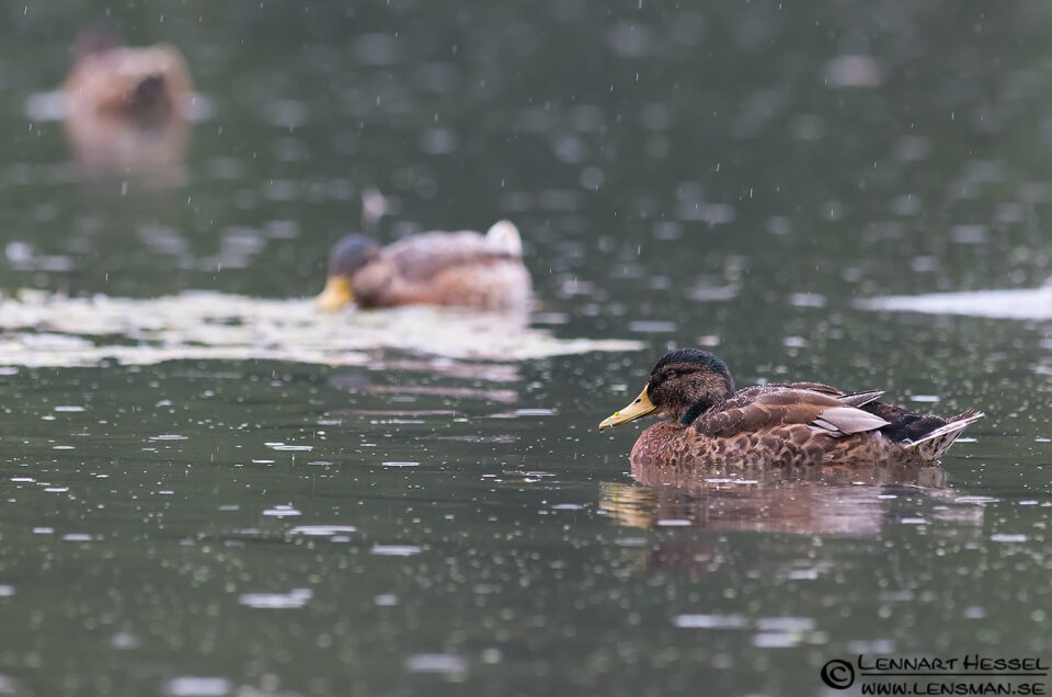 Mallard Duck in the rain