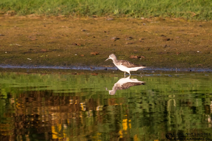 Wood Sandpiper autumn