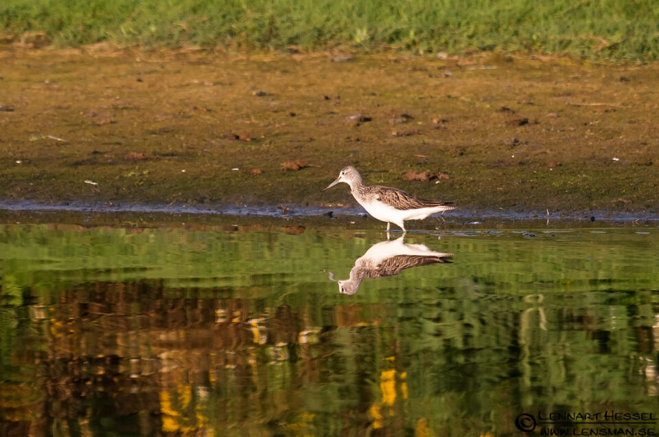 Wood Sandpiper autumn