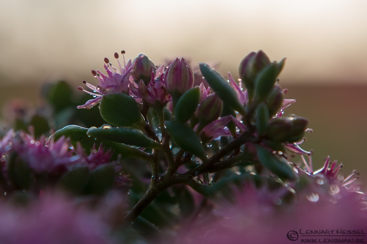 Flower and buds