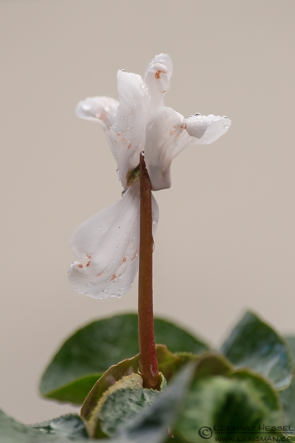 White flower with water drops