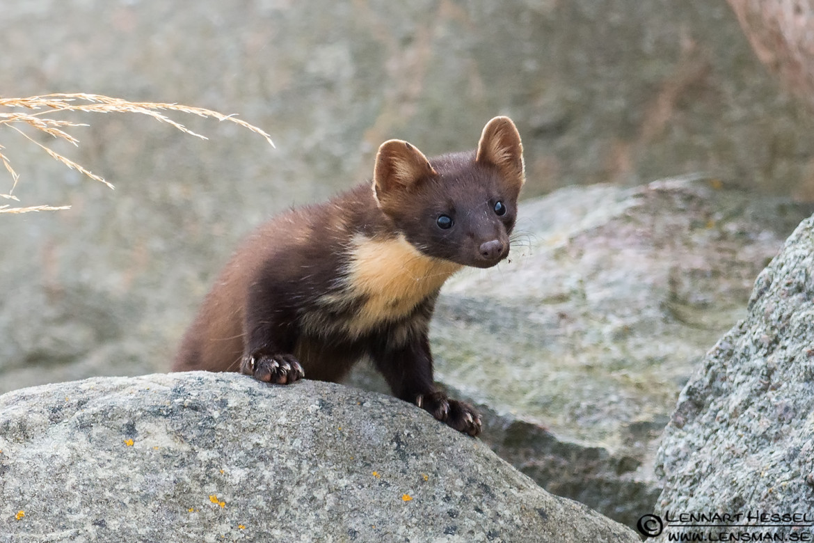 Pine Marten photo taken at Öland - animal portfolio