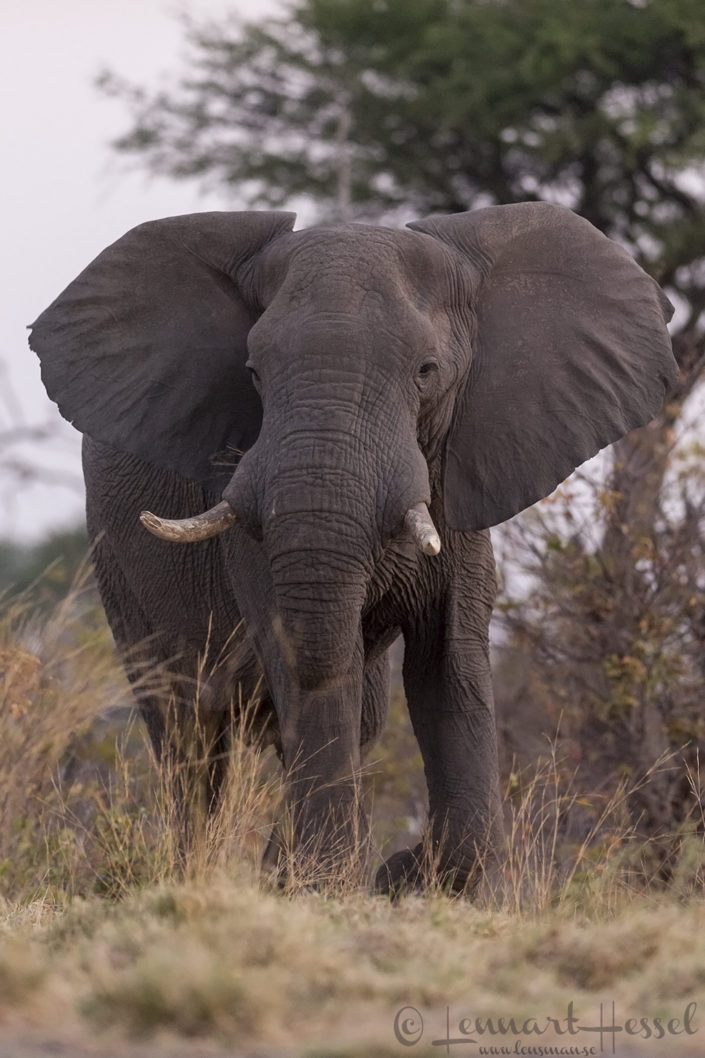 Elephant Bull in Khwai Community Area, Botswana