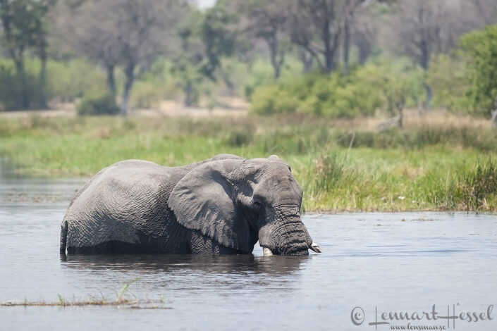 Elephant bathing in Khwai Community Area, Botswana