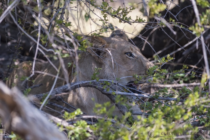 Young male Lion in Khwai Community Area, Botswana