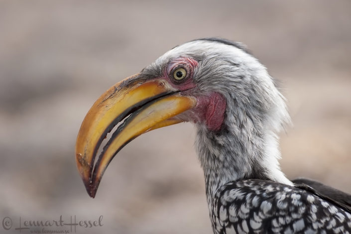 Southern Yellow-billed Hornbill in Khwai Community Area, Botswana