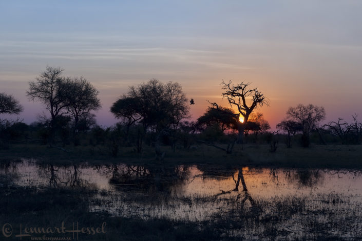 Sunset &amp; White-backed Vulture in Khwai Community Area, Botswana