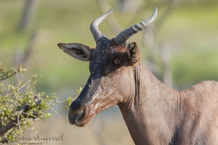 Tsessebe in Khwai Community Area, Botswana