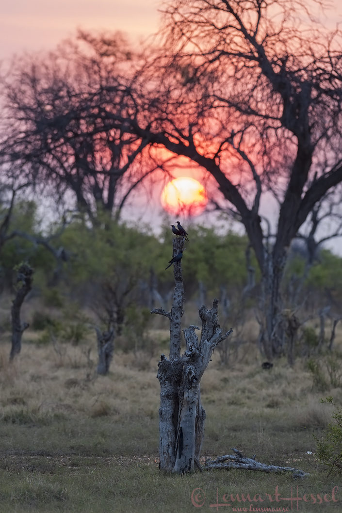 Starlings in the sunset in Khwai Community Area, Botswana