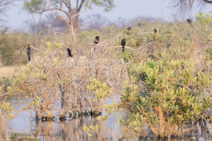 African Darters in Khwai Community Area, Botswana