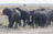 Elephant herd somewhere between in Khwai Community Area adn Savuti, Botswana