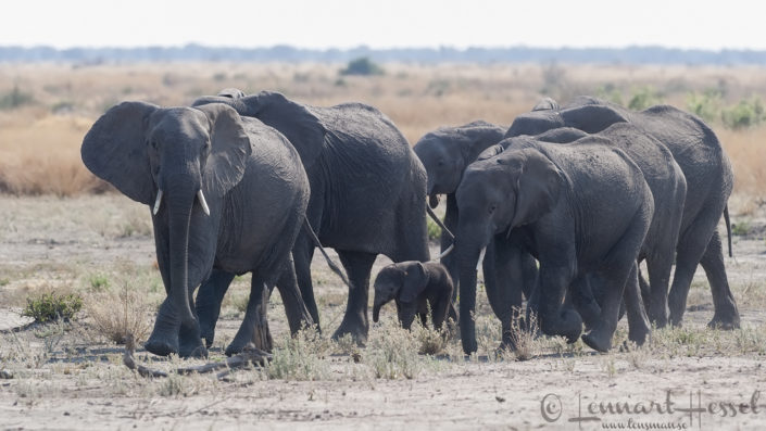 Elephant herd somewhere between in Khwai Community Area adn Savuti, Botswana