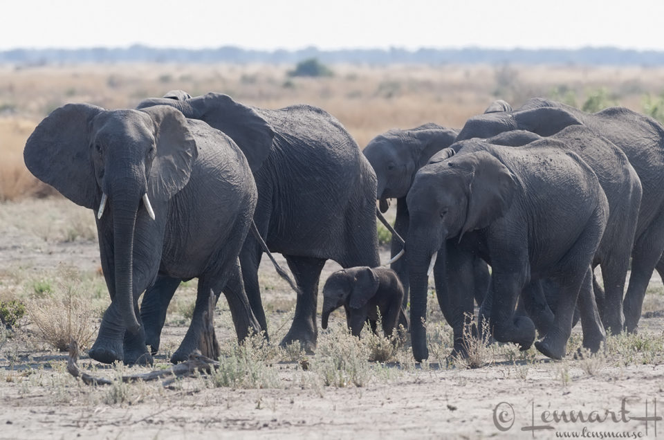 Elephant herd somewhere between in Khwai Community Area adn Savuti, Botswana