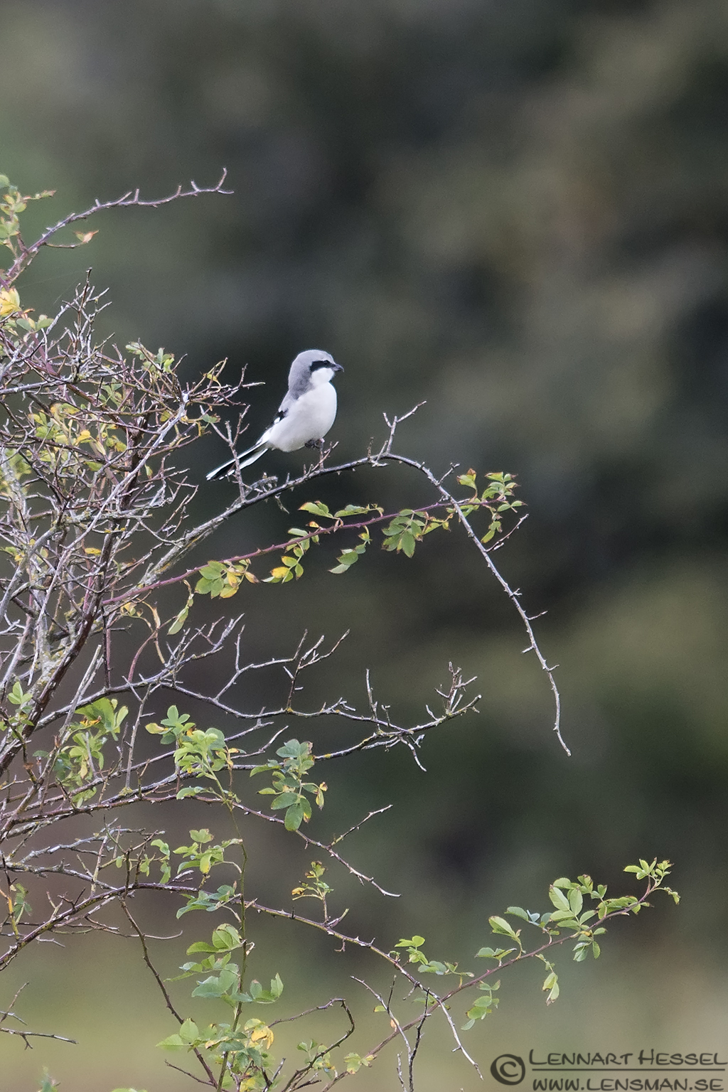 Great Grey Shrike at Stora Amundön