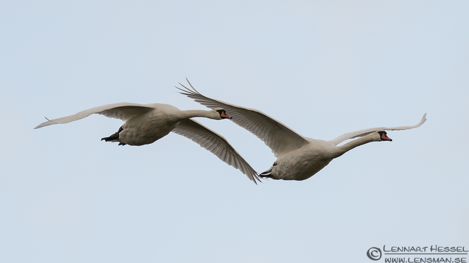 Mute Swans at Stora Amundön ( Great Grey Shrike )