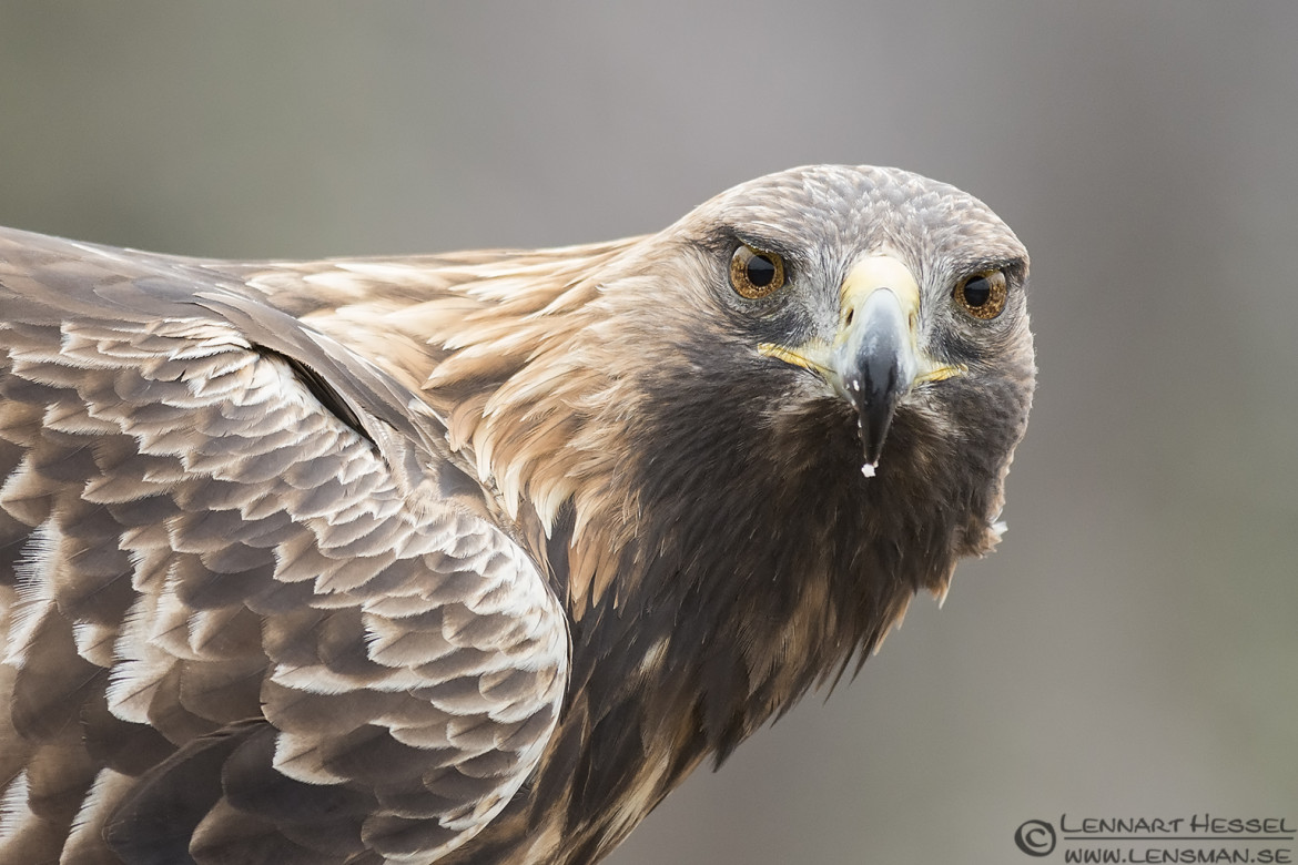Male Golden Eagle in Kalvträsk. National Geographic wild bird
