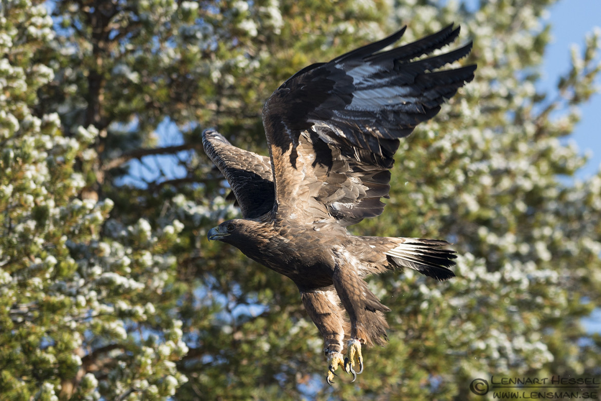 Male Golden Eagle in Kalvträsk