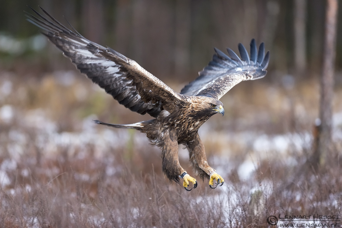 Male Golden Eagle in Kalvträsk getting ready to strike. wild bird winter