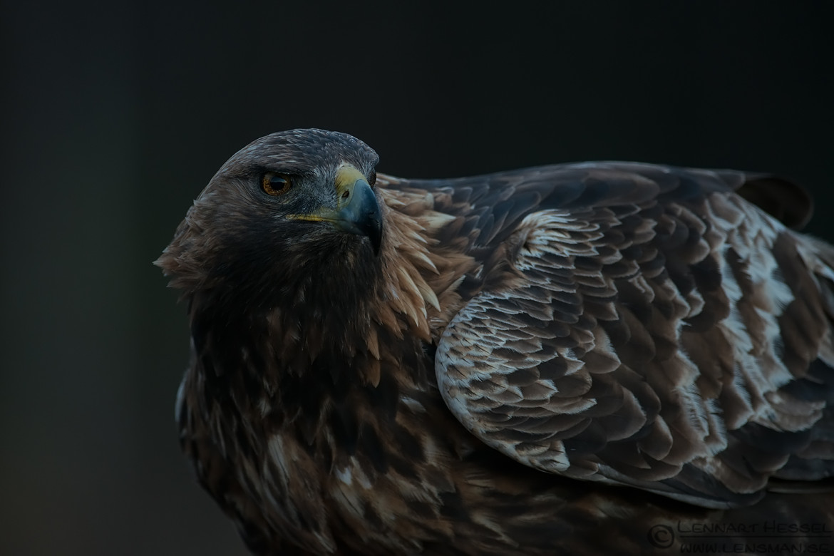 Male Golden Eagle photo from Kalvträsk