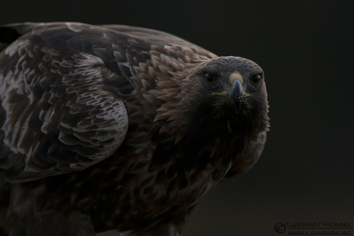 Male Golden Eagle photo from Kalvträsk