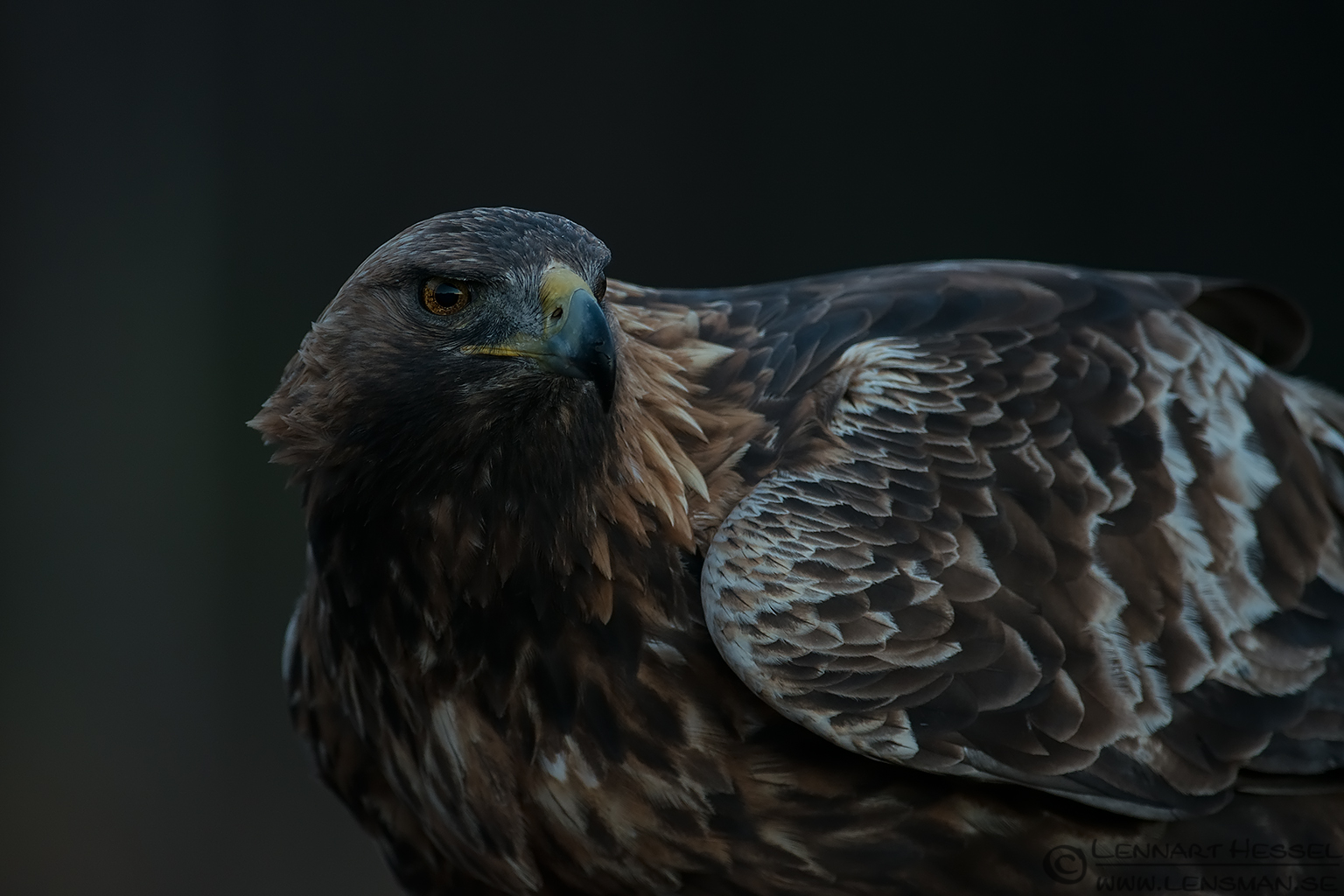 Male Golden Eagle photo from Kalvträsk