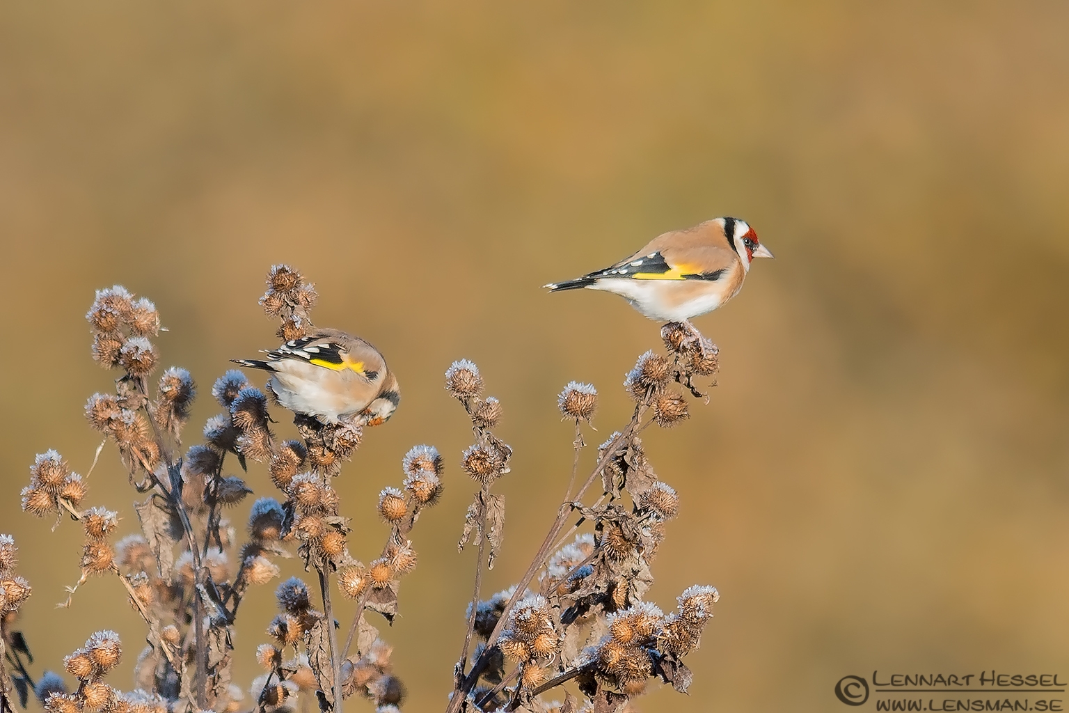 Goldfinches photo from Välen, Gothenburg