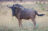 Blue Wildebeest in Savuti, Botswana