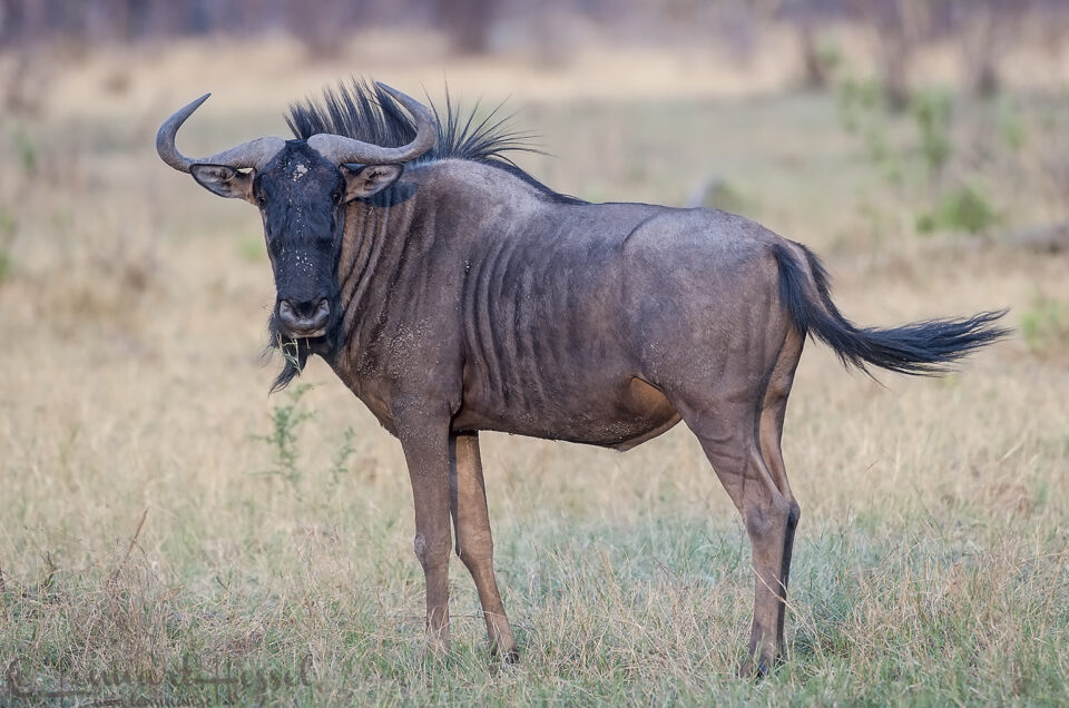 Blue Wildebeest in Savuti, Botswana